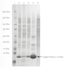 A close up of a dna test Description automatically generated